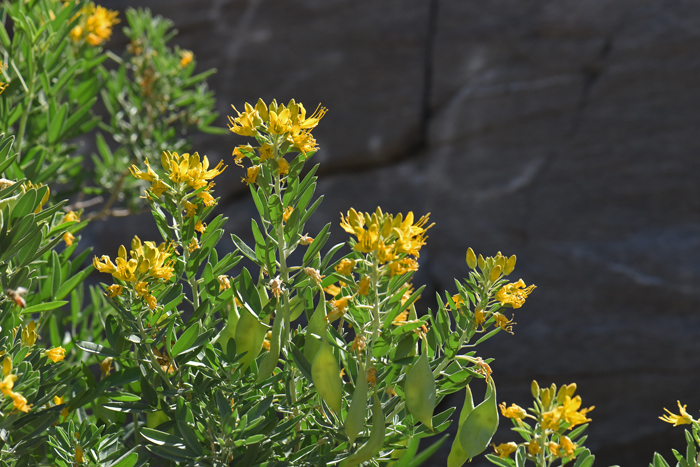 Bladderpod Spiderflower is a shrub or sub-shrub that grows up to 4 feet or more and blooms from January to December. This species is found primarily in California. Cleome 